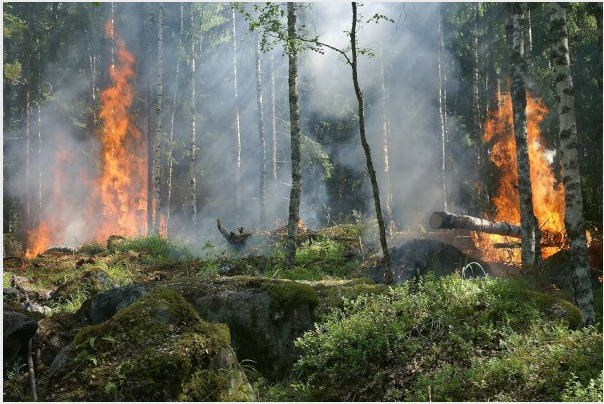 Incendi boschivi. Da sabato 2 luglio lo stato di grave pericolosità si estende all intero territorio