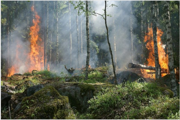 RISCHIO INCENDI BOSCHIVI. ATTIVAZIONE FASE DI PREALLARME.